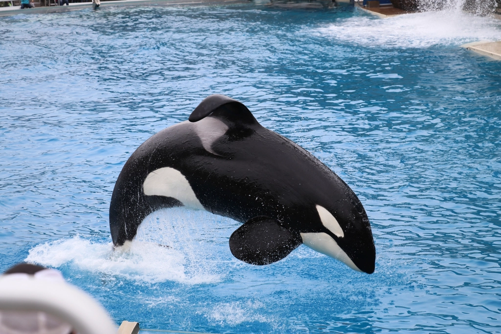 An orca performing Seaworld San