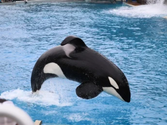 An orca performing Seaworld San